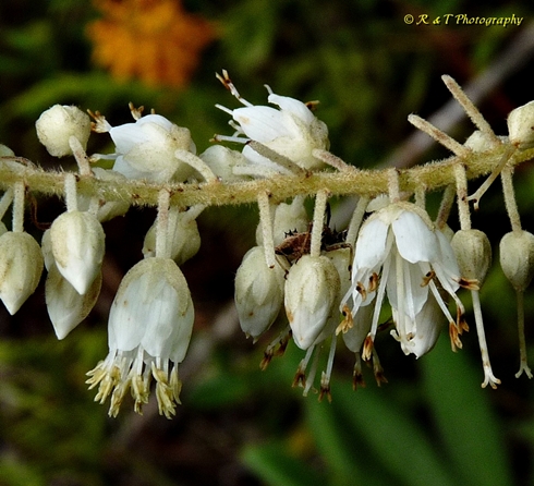 {Clethra acuminata}